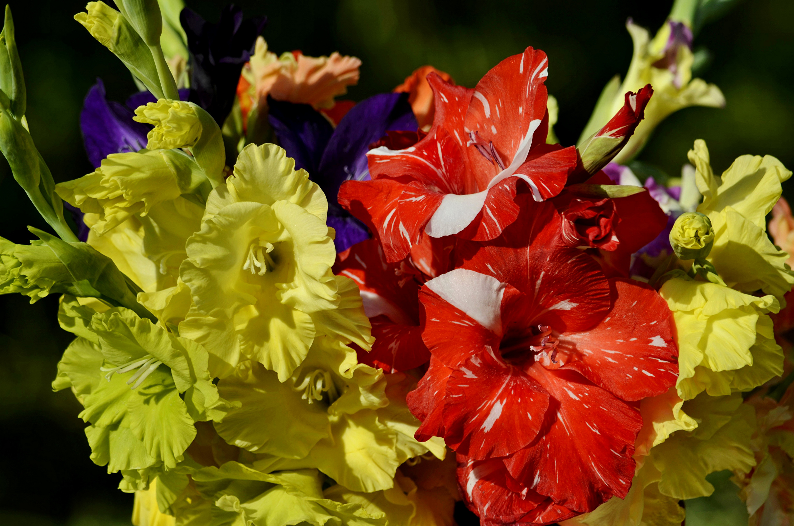 фото цветов гладиолусов