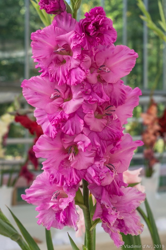 Гладиолус "Кружевная орхидея"