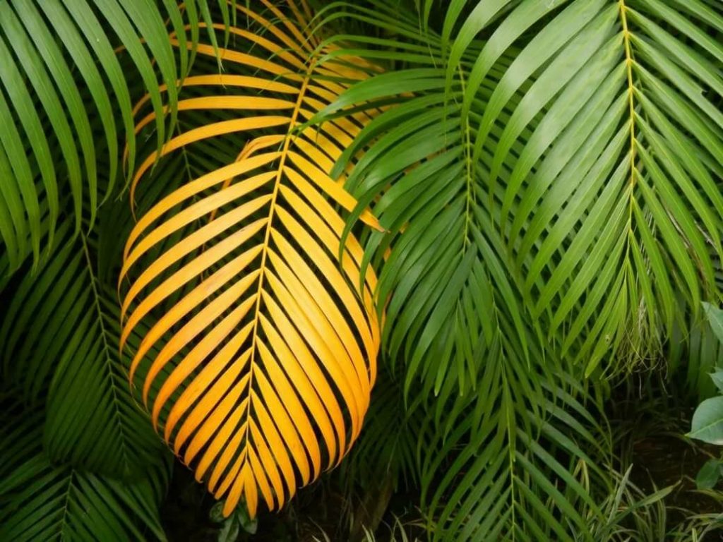 коричневые листья у пальмы