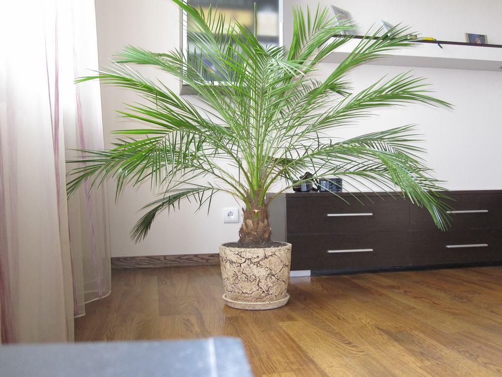 пальма в комнате