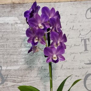 Орхидеи "Дендробиум"
