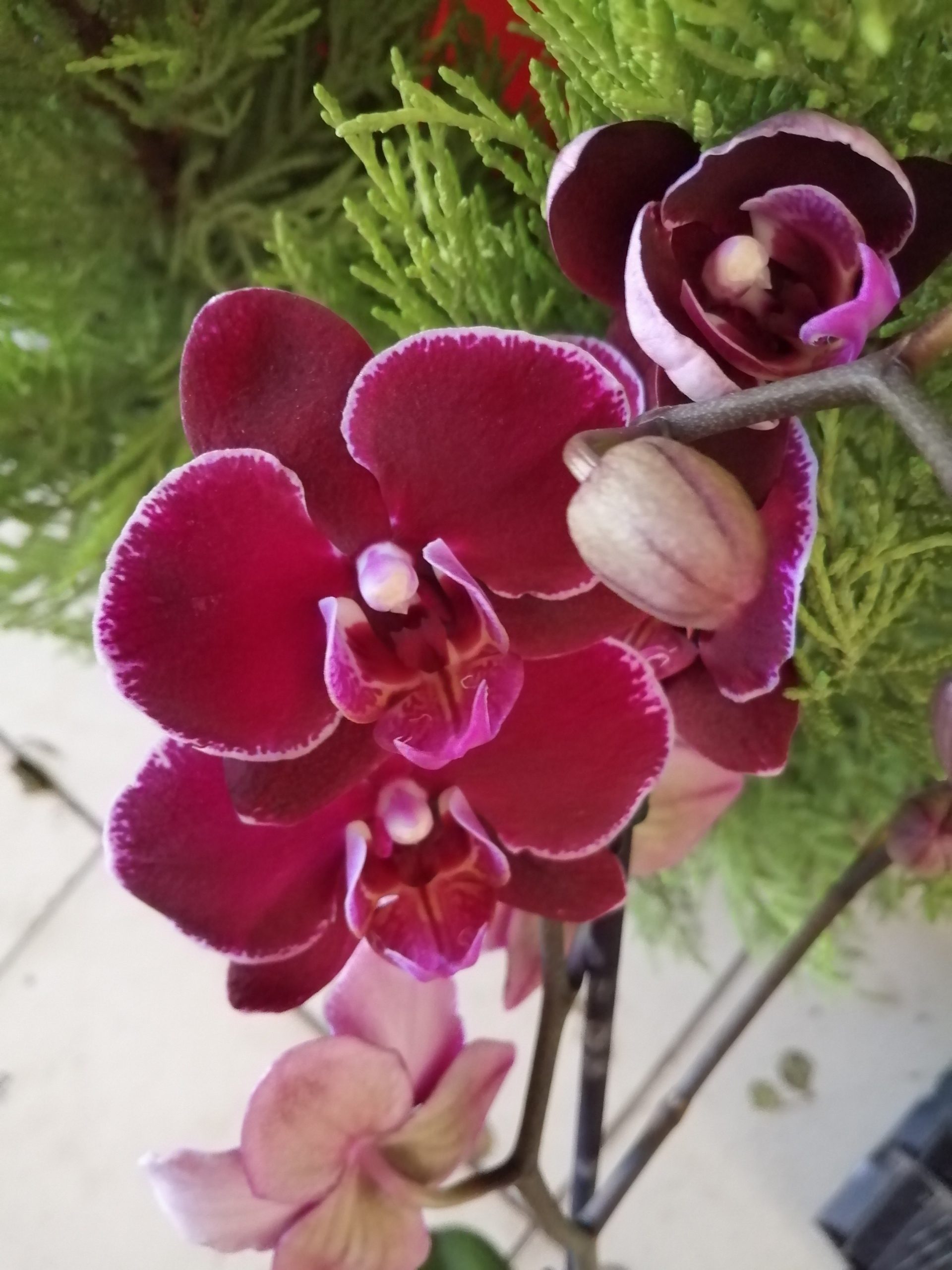 Дебора Орхидея