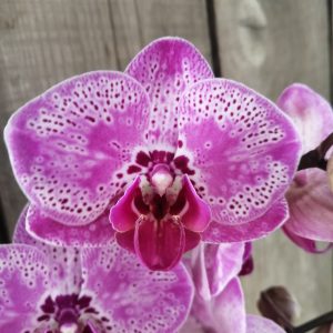 Орхидеи "Фаленопсис"