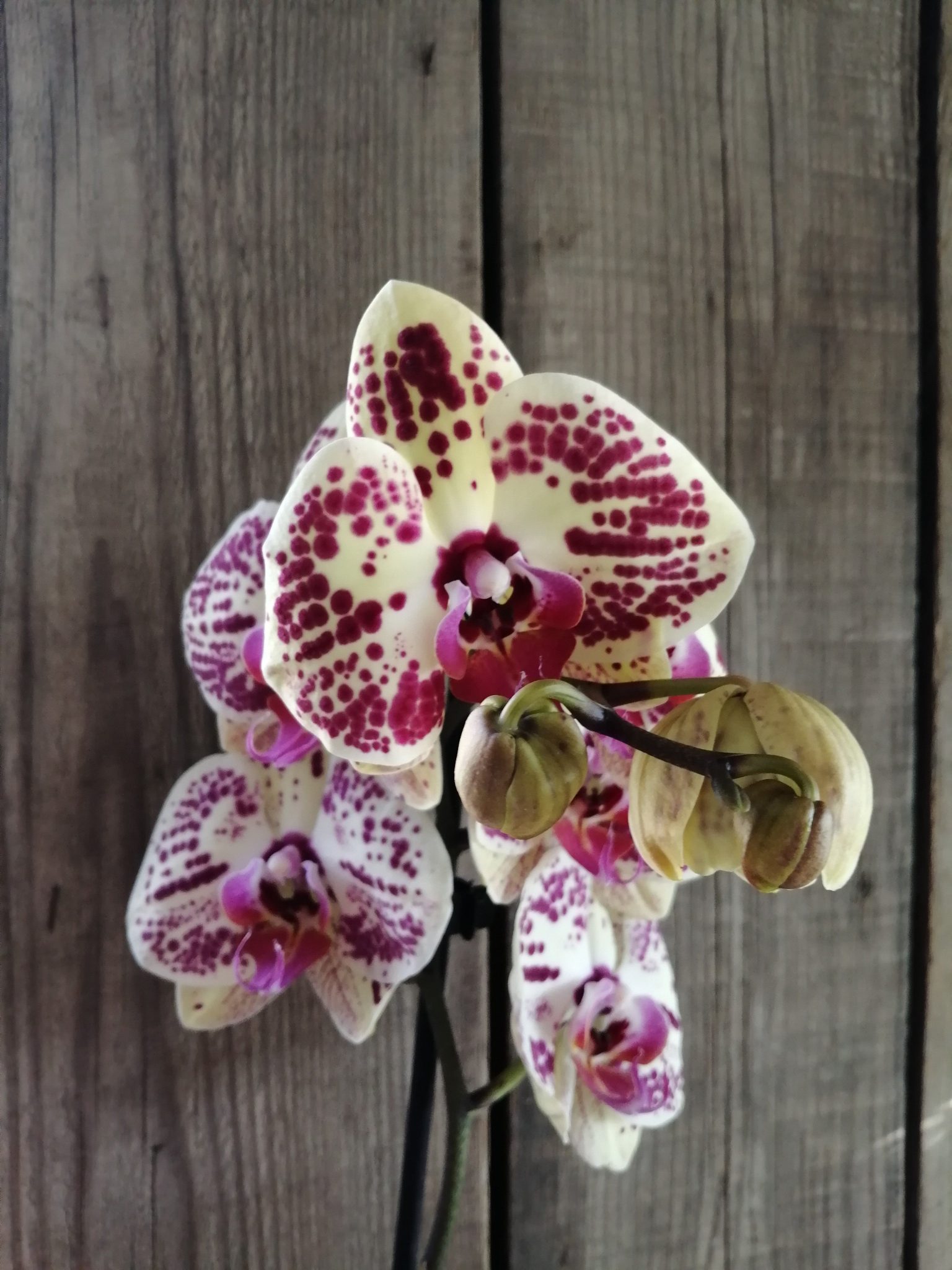 Орхидея Phalaenopsis Mariola