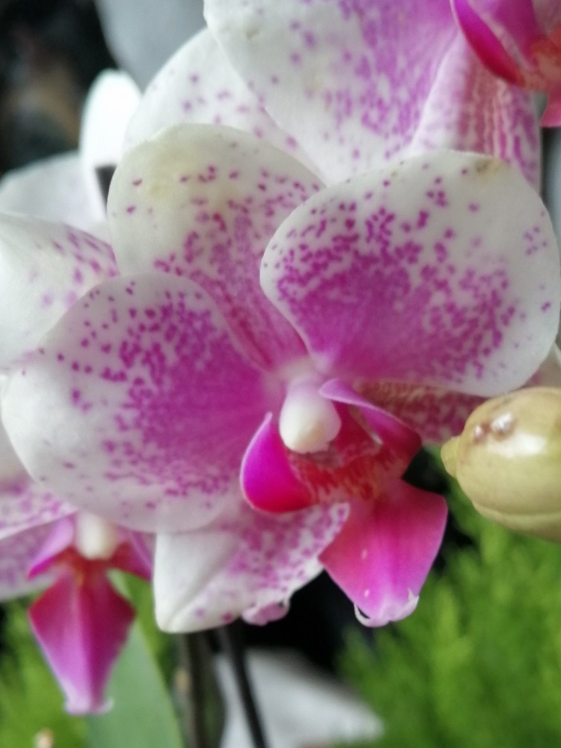 орхидея ямайка
