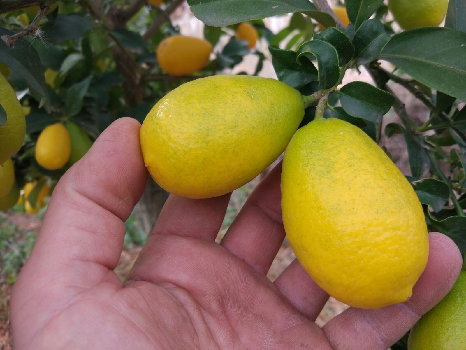 Лимон это гибрид. Цитрус Лаймкват Юстис. Цитрус Лаймкват Лейкленд. Цитрус лимонелла Лаймкват. Цитрус Лаймкват Лейкленд (лимонелла).