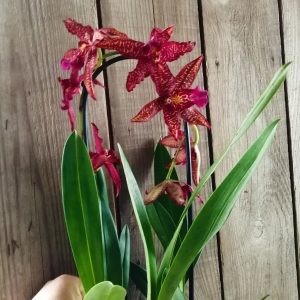 Орхидеи "Камбрия"