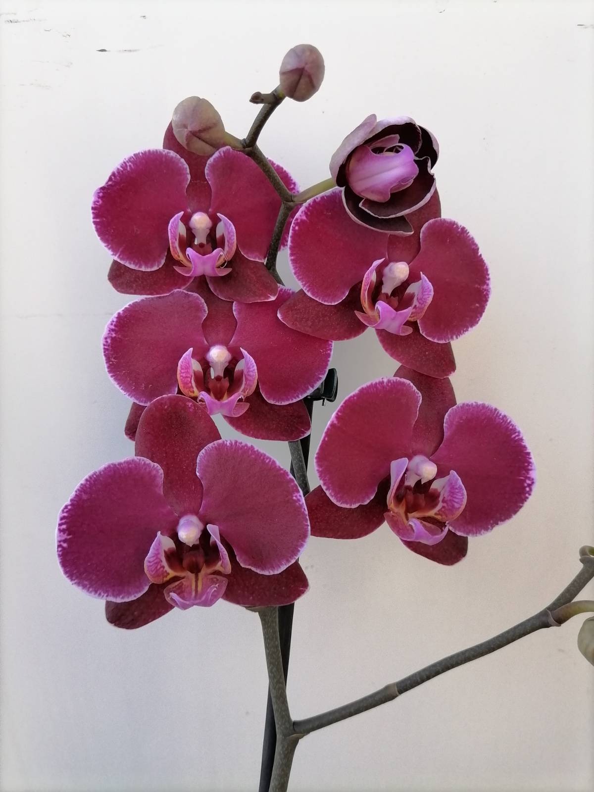 Дебора Орхидея