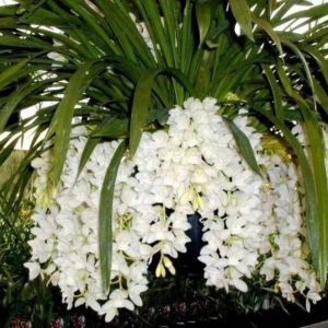 Орхидеи "Цимбидиум"