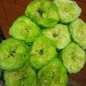 Роза Дениз (Deniz)