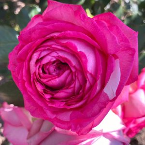 Роза Цикламен Пьер де Ронсар (Pierre de Ronsard Cyclamen)